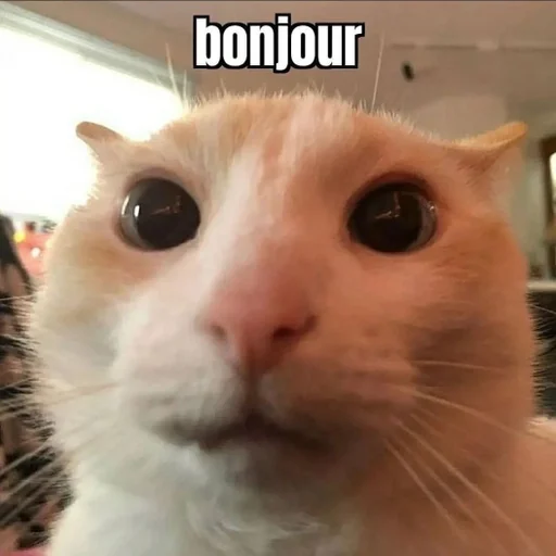 cats :: @fStikBot cats :: @fStikBot -