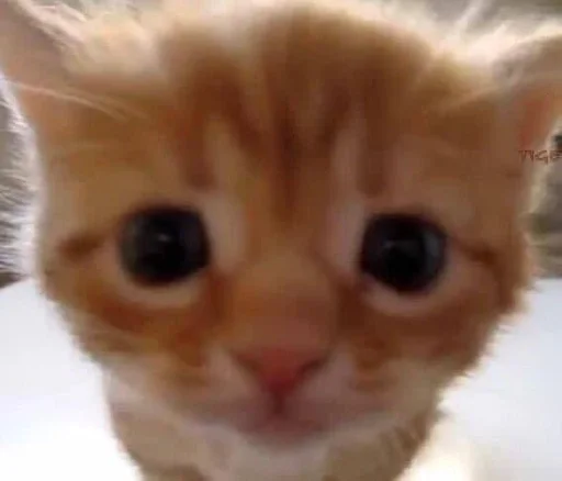 cat! cat! cat! :: @fStikBot cat! cat! cat! :: @fStikBot - млекопитающее