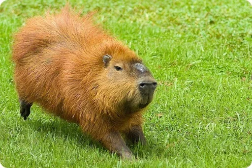 Больше стикеров: @capybarastiker Больше стикеров: @capybarastiker -