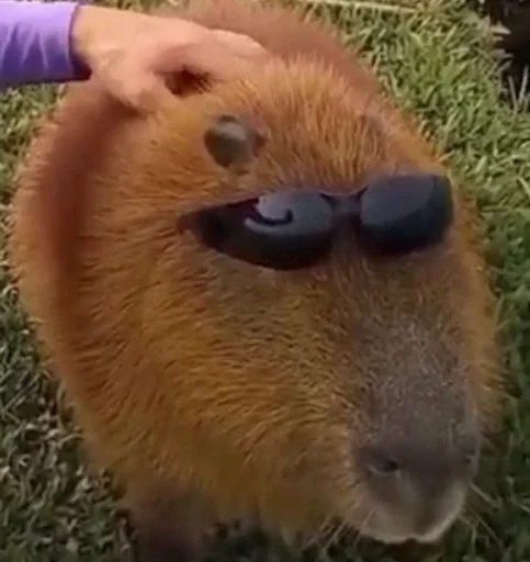 Больше стикеров: @capybarastiker Больше стикеров: @capybarastiker -