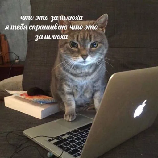 computer animal laptop