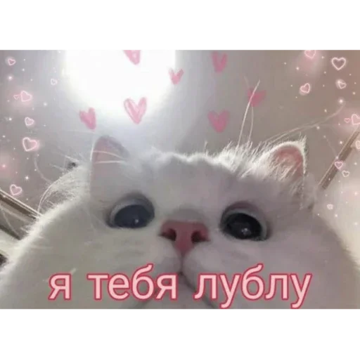 animal animal cat mammal