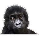 Sticker Cecki gorilla - 0