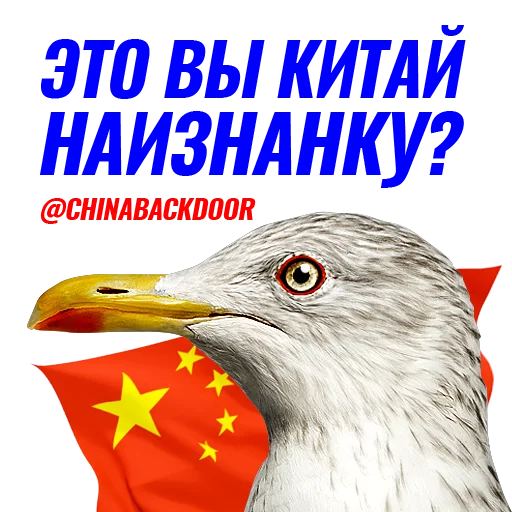 Чаечка Чаечка - животное