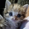 cute котики cute котики -