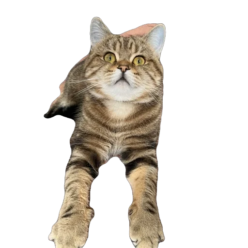 челсик😼 челсик😼 -