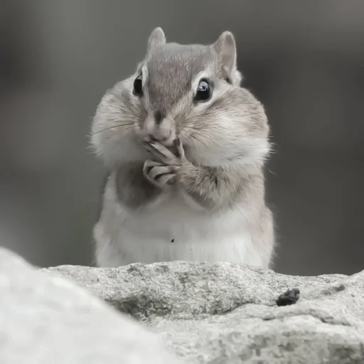 chipmunks fr @soni1help :: @fStikBot chipmunks fr @soni1help :: @fStikBot - животное
