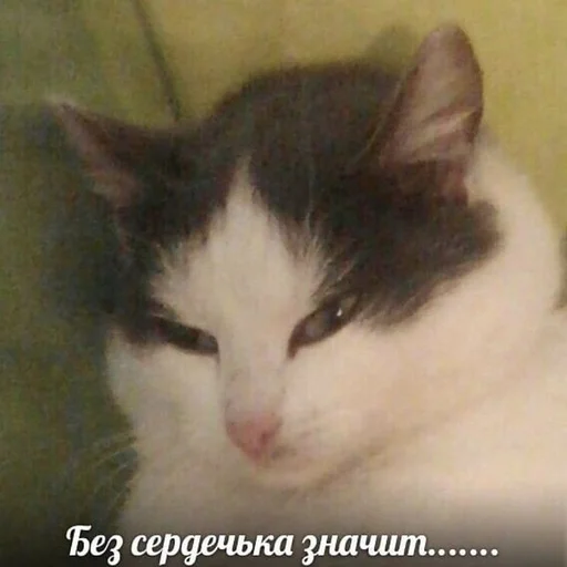 mammal mammal animal cat