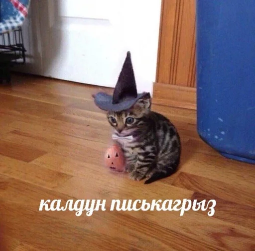 small to medium-sized cats small to medium-sized cats kitten indoor