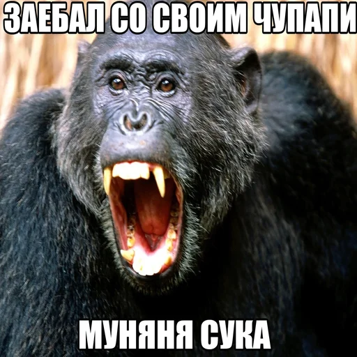 mammal mammal animal primate