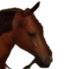 cjonhorse cjonhorse -