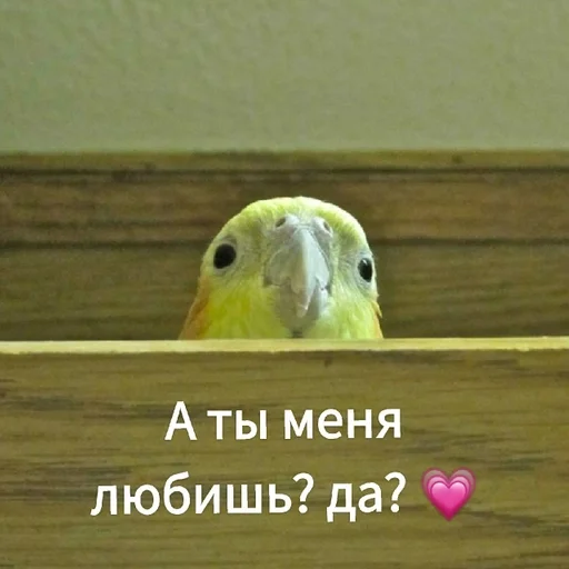Гарем попугайчиков🦜💗 by @fStikBot Гарем попугайчиков🦜💗 by @fStikBot -