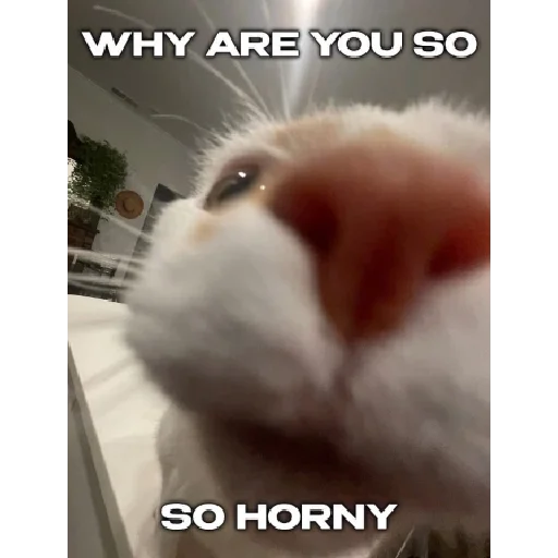 mammal mammal animal cat