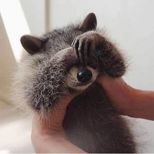 animal raccoon fur