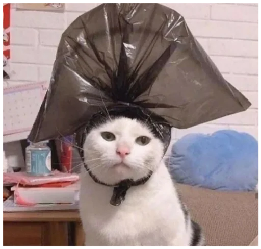 Туманчик Х3 🐱♥️ Туманчик Х3 🐱♥️ - животное