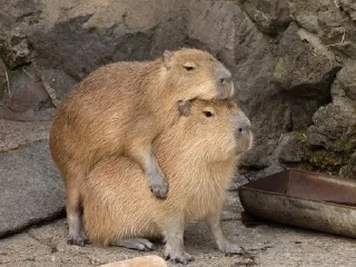 Sticker capybara - 0