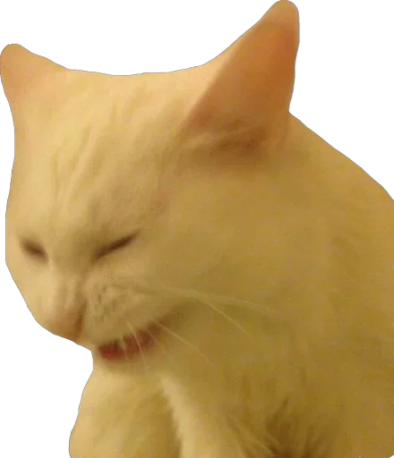 Stupid stickers Stupid stickers -