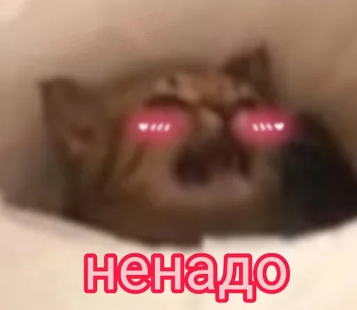 Cute Cats @anime4_arts Cute Cats @anime4_arts -
