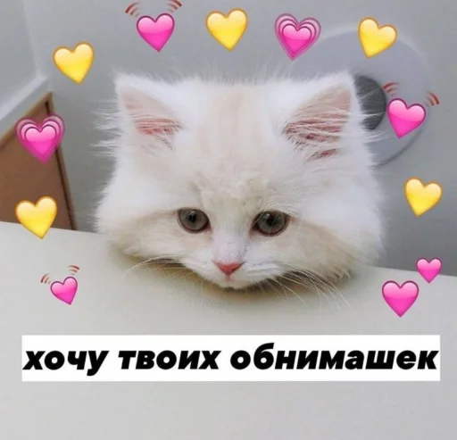 small to medium-sized cats small to medium-sized cats cat mammal