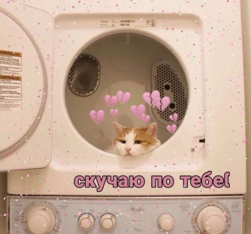 cat cat animal home appliance