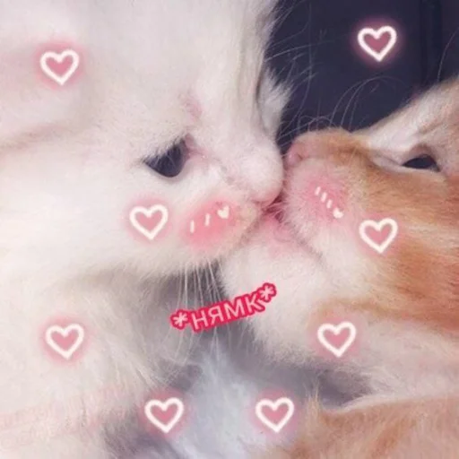 mammal mammal animal cat