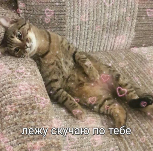 animal animal cat mammal