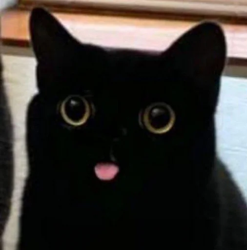 animal animal small to medium-sized cats mammal