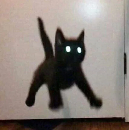 small to medium-sized cats small to medium-sized cats indoor felidae