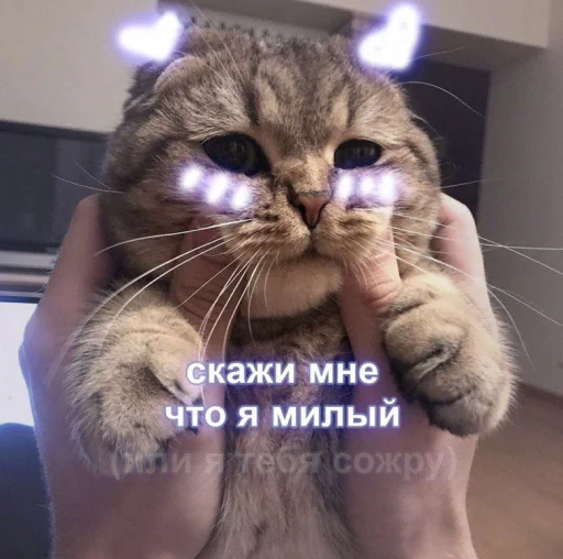 animal animal mammal cat
