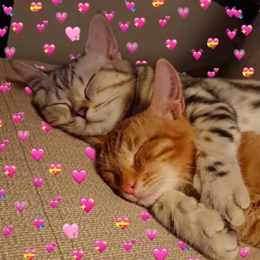 mammal mammal animal cat