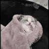 cutecat^^ cutecat^^ - small to medium-sized cats