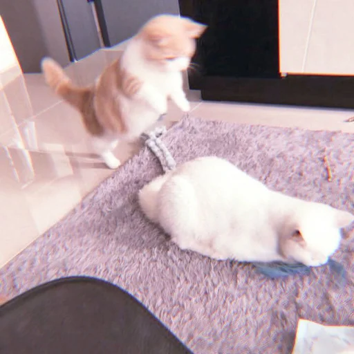 、cute cat @JENNIEUKKIM 、cute cat @JENNIEUKKIM -