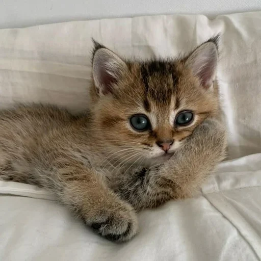 милые коты милые коты -