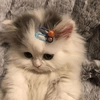 котейки<3 котейки<3 -