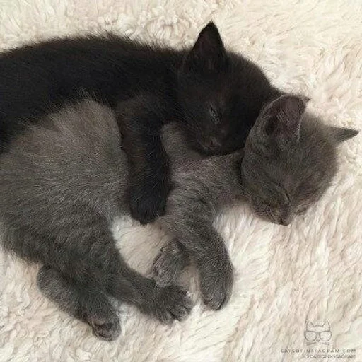 cuties<3 :: @fStikBot cuties<3 :: @fStikBot -