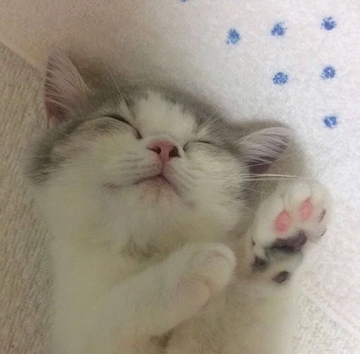 котики | синтикспаркер :: @fStikBot котики | синтикспаркер :: @fStikBot -