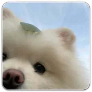 Sticker собака @dilonshy - 6 Sticker собака @dilonshy - 6
