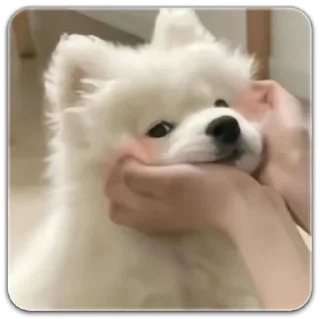 Sticker собака @dilonshy - 10 Sticker собака @dilonshy - 10