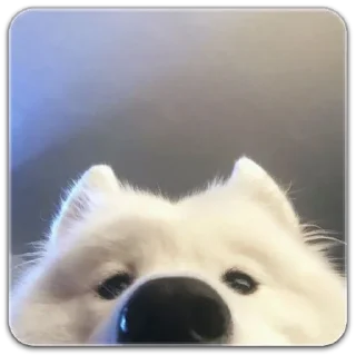 Sticker собака @dilonshy - 11 Sticker собака @dilonshy - 11