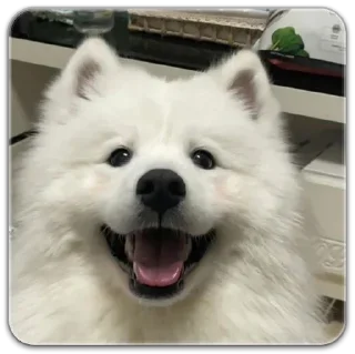 Sticker собака @dilonshy - 5 Sticker собака @dilonshy - 5