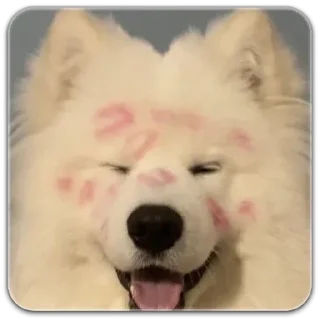 Sticker собака @dilonshy - 4 Sticker собака @dilonshy - 4