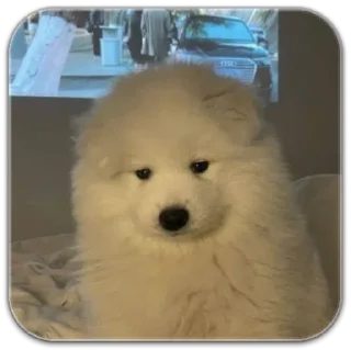 Sticker собака @dilonshy - 1 Sticker собака @dilonshy - 1