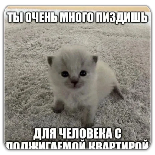 котты @dilonshy котты @dilonshy -