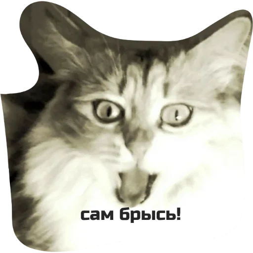 Kitty Kitty -