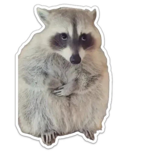 енот - 