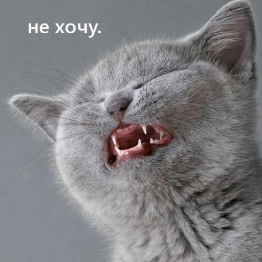 даШИК даШИК -