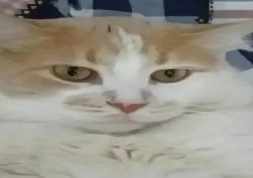 животное животное млекопитающее кошка