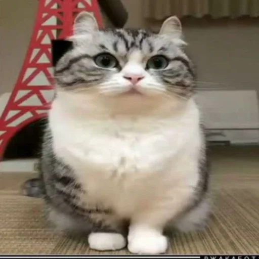 animal animal cat mammal