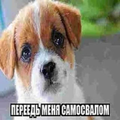 danysshi danysshi -