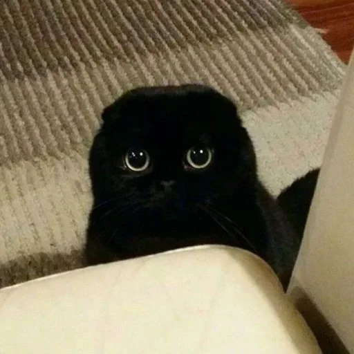 Dark cat @anime4_arts Dark cat @anime4_arts -